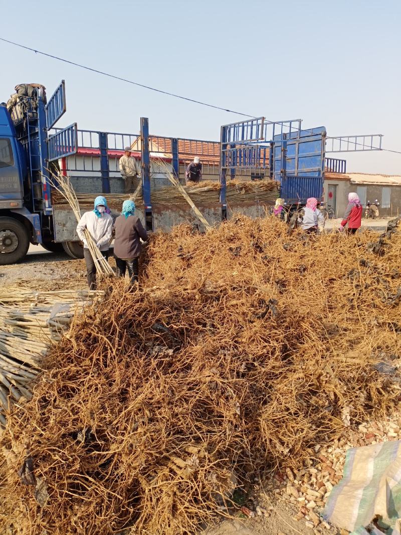 我基地长年供应欧美107杨树苗，待办加工段节