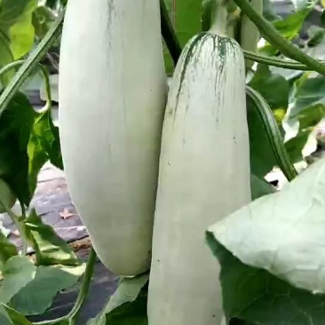 精品博洋甜瓜博洋61