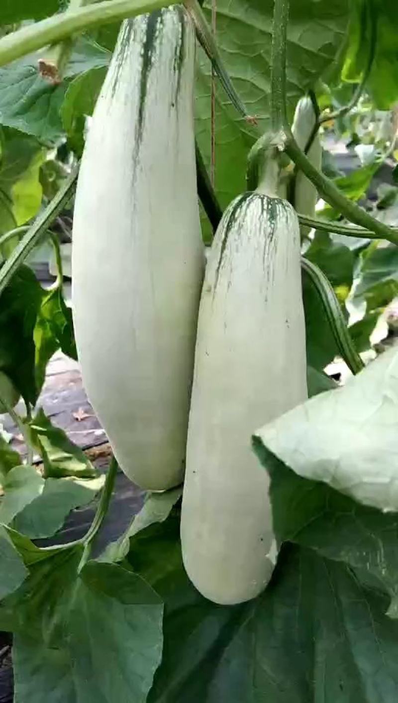 精品博洋甜瓜博洋61