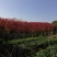 美国红枫5-7公分8-10公分