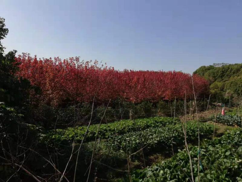 美国红枫5-7公分8-10公分