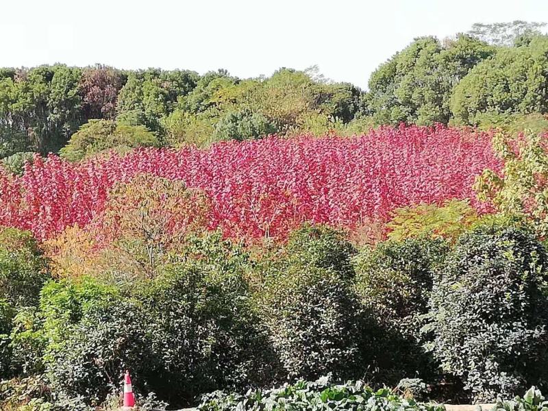 美国红枫5-7公分8-10公分