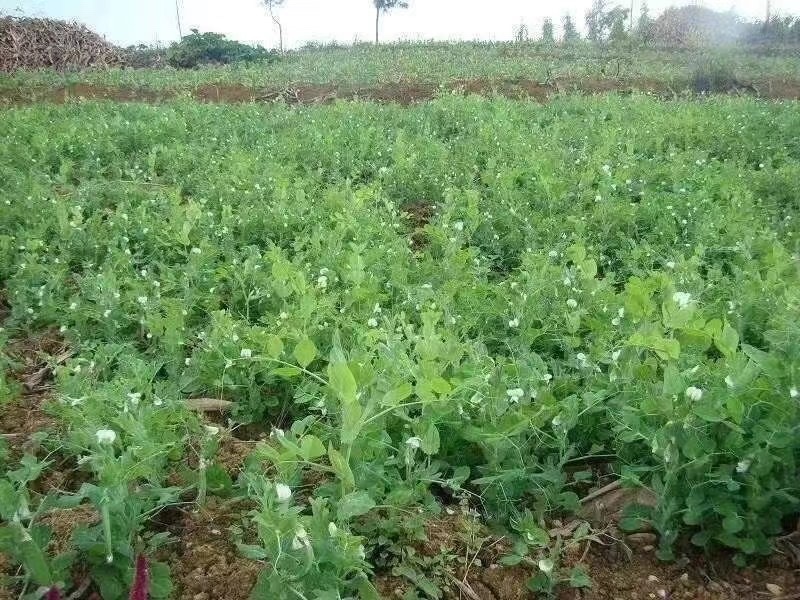 干豌豆一件100斤跑江湖摆地摊货源