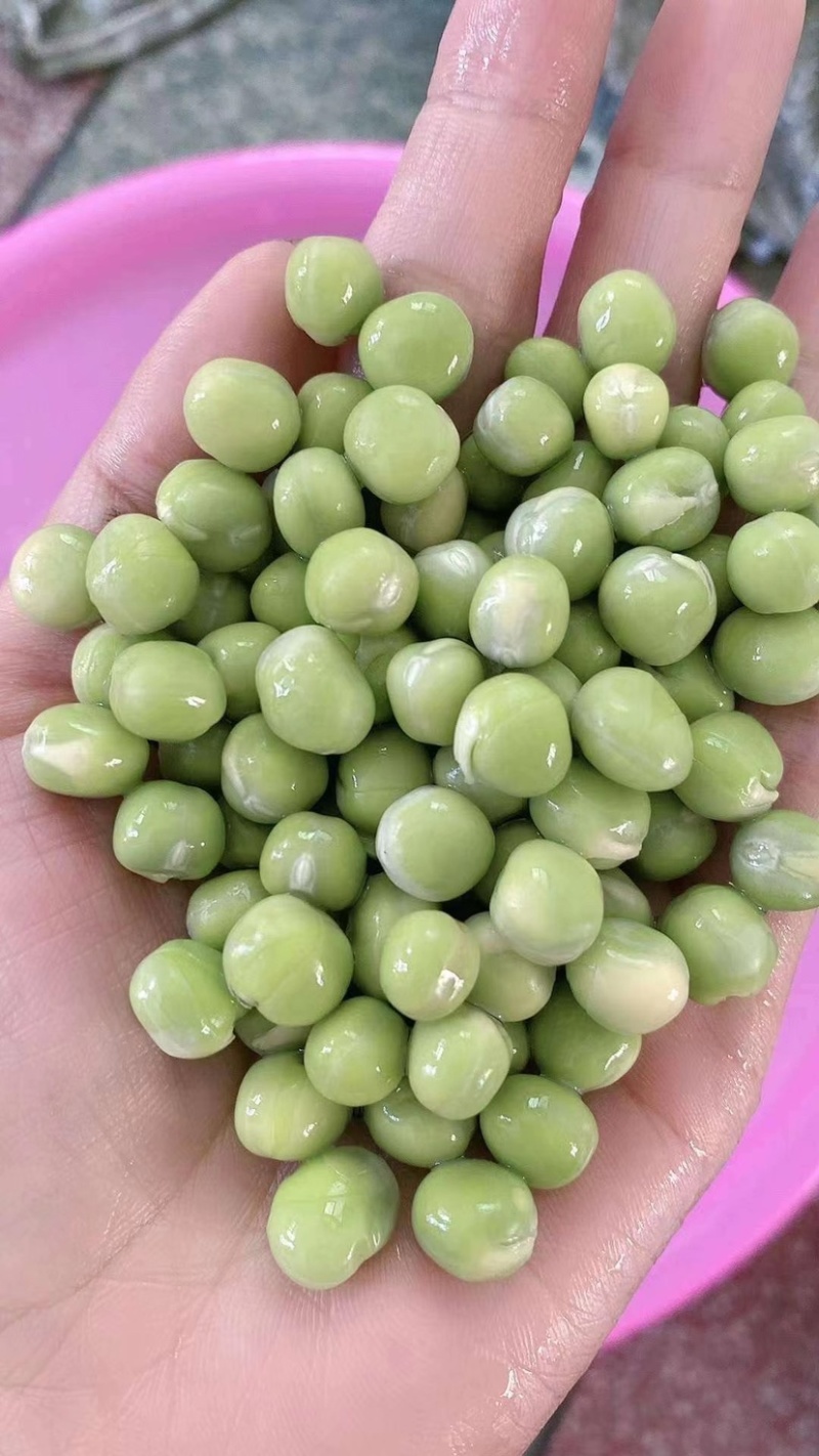 干豌豆一件100斤跑江湖摆地摊货源
