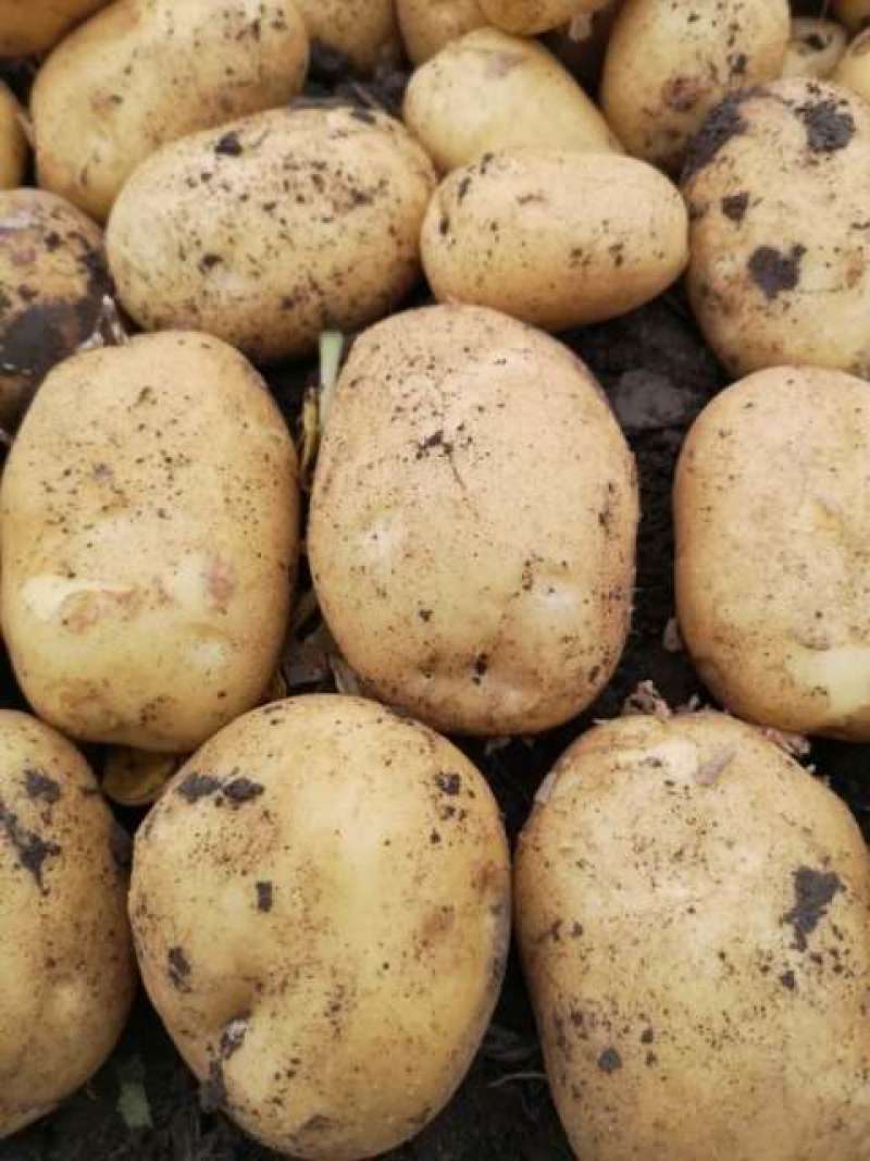 牡丹江尤金885土豆发往全国各地保证质量