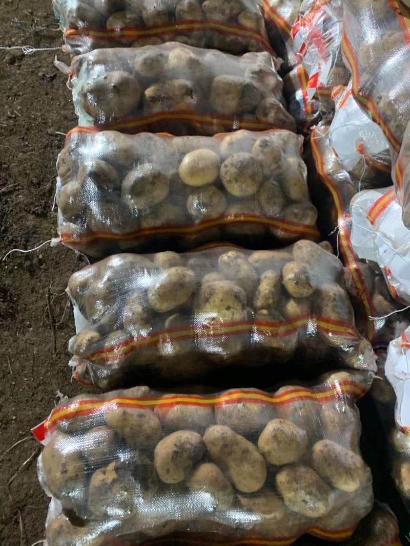牡丹江尤金885土豆发往全国各地保证质量