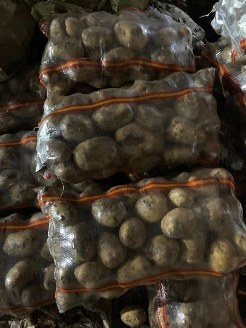 牡丹江尤金885土豆发往全国各地保证质量