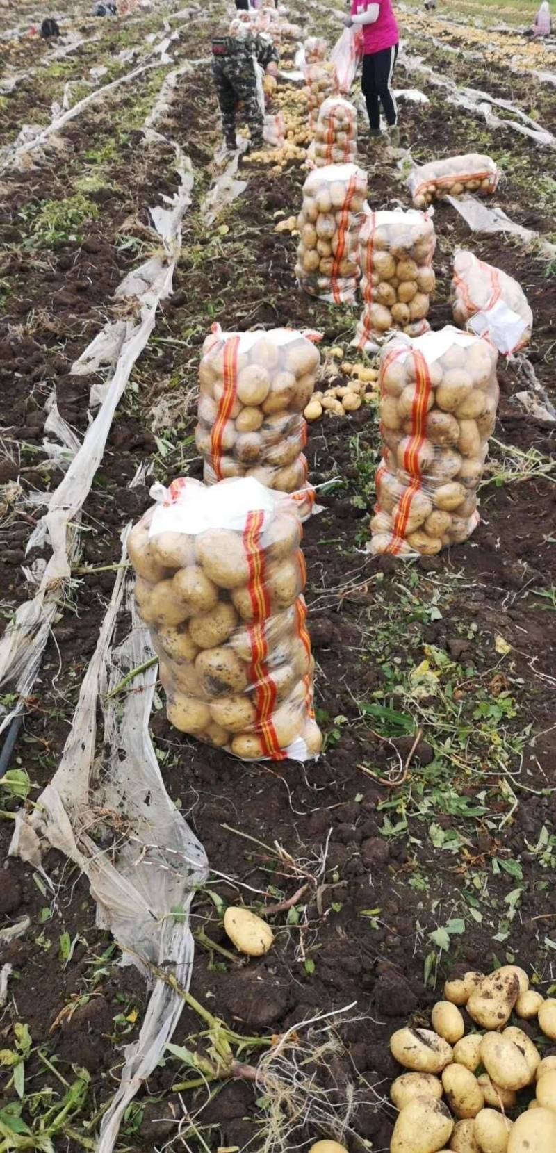 牡丹江尤金885土豆发往全国各地保证质量