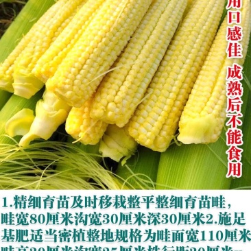 现摘新鲜水果玉米笋迷你小玉米芯手指嫩甜珍珠玉米荀整箱即食