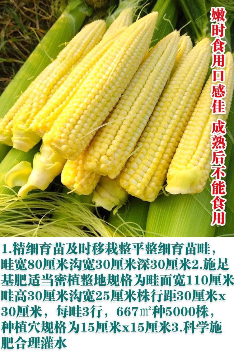 现摘新鲜水果玉米笋迷你小玉米芯手指嫩甜珍珠玉米荀整箱即食