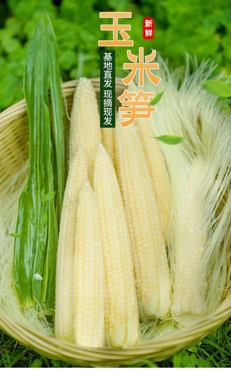 现摘新鲜水果玉米笋迷你小玉米芯手指嫩甜珍珠玉米荀整箱即食