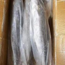 马鲛鱼，品质保证大量供货商超全国冷链物流发货