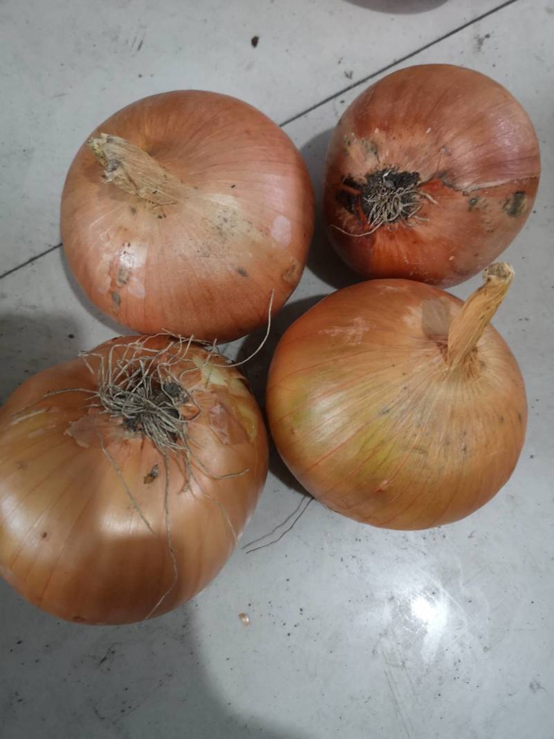 牡丹江圆葱黄皮发往全国各地全能年货源不断