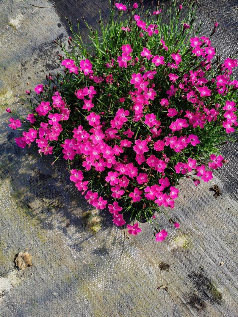 欧石竹方盘，开花神器，基地直销价格优惠。
