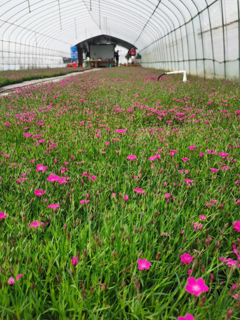 欧石竹方盘，开花神器，基地直销价格优惠。