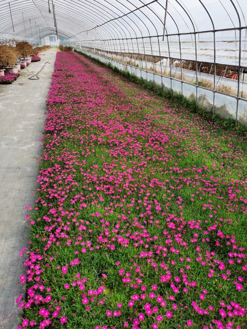 欧石竹方盘，开花神器，基地直销价格优惠。