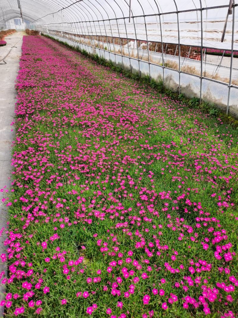 欧石竹方盘，开花神器，基地直销价格优惠。