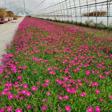 欧石竹方盘，开花神器，基地直销价格优惠。