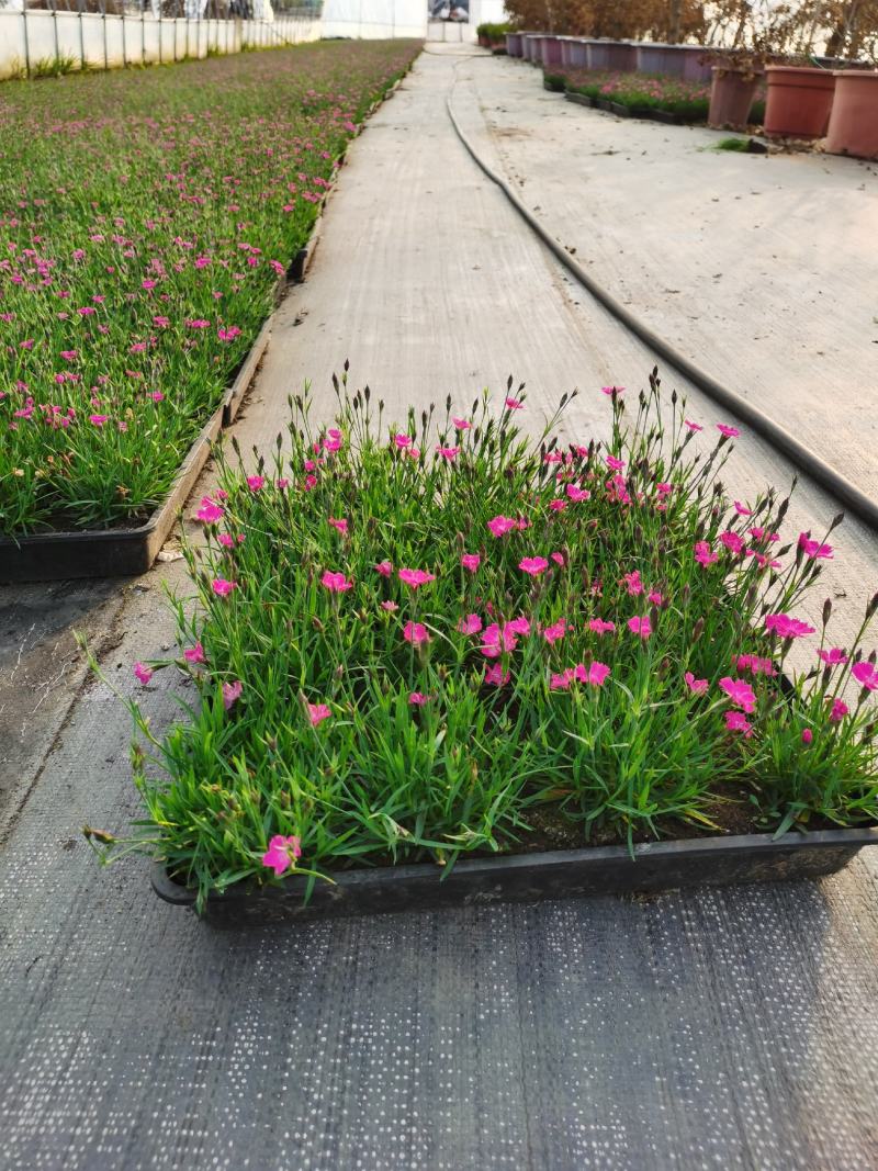 欧石竹方盘，开花神器，基地直销价格优惠。