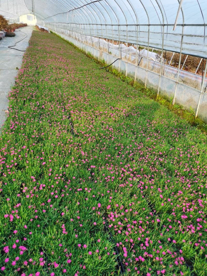 欧石竹方盘，开花神器，基地直销价格优惠。