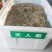 天人菊多年生宿根种子耐寒鲜花园林景观绿化花卉园艺种籽庭院