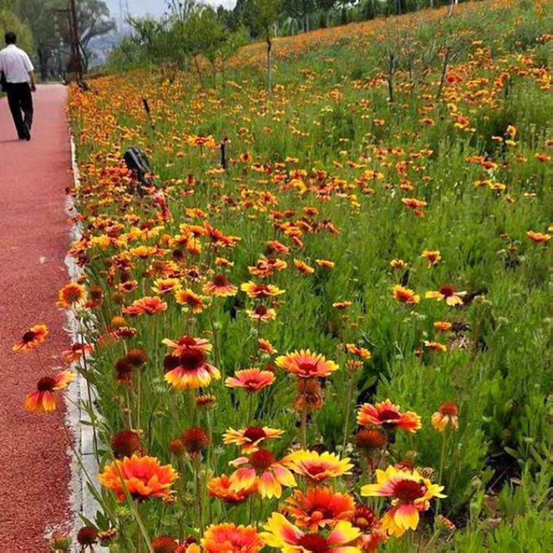 天人菊多年生宿根种子耐寒鲜花园林景观绿化花卉园艺种籽庭院