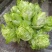 百亩园精品儿菜，价格实惠，质量保证，数量有限，先到先得
