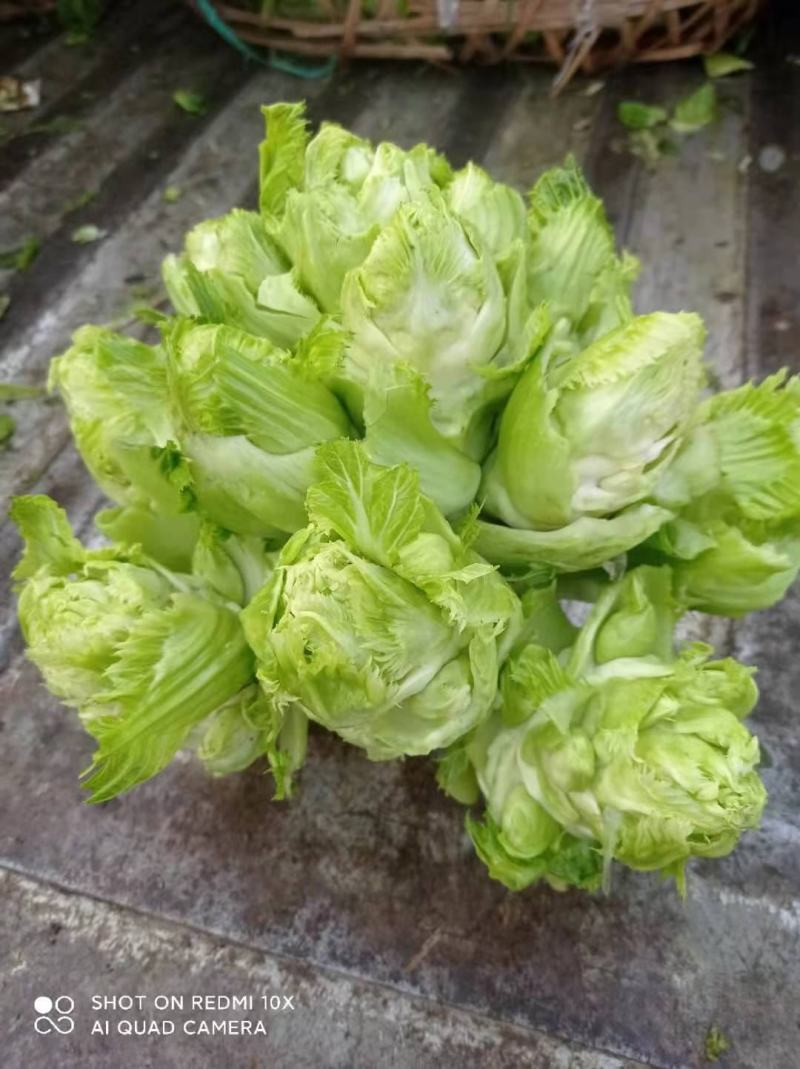 百亩园精品儿菜，价格实惠，质量保证，数量有限，先到先得