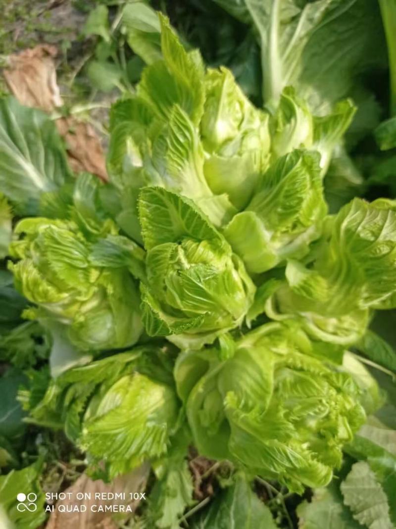 百亩园精品儿菜，价格实惠，质量保证，数量有限，先到先得