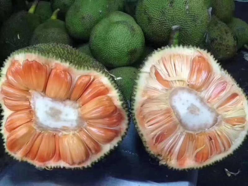红肉菠萝蜜苗马来西亚一号泰国8号12号5号木菠萝苗
