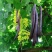 纯植物药材原生态无添加【便秘果】神奇大解包邮