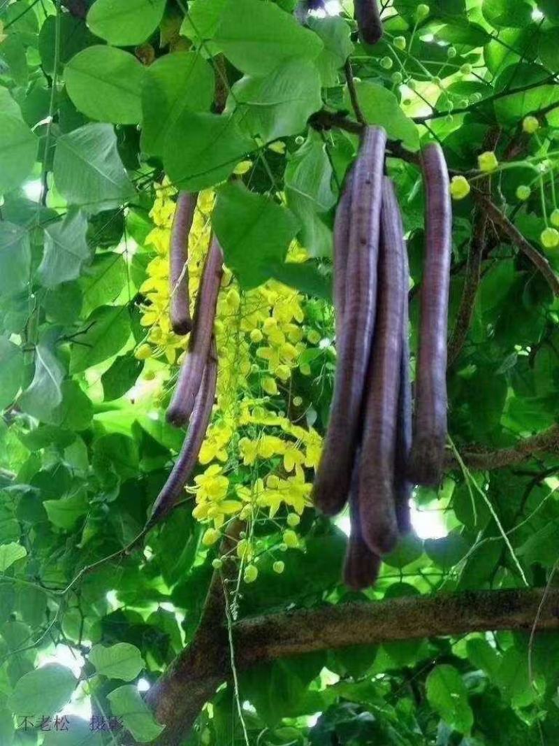 纯植物药材原生态无添加【便秘果】神奇大解包邮