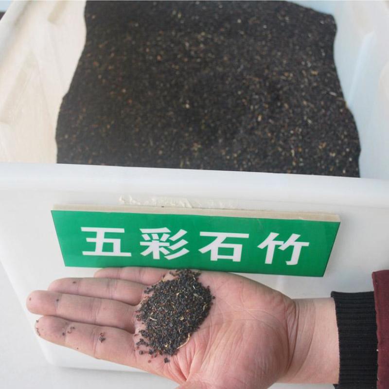 五彩石竹种子四季花种易活混色欧石竹庭院美国石竹草花种籽子