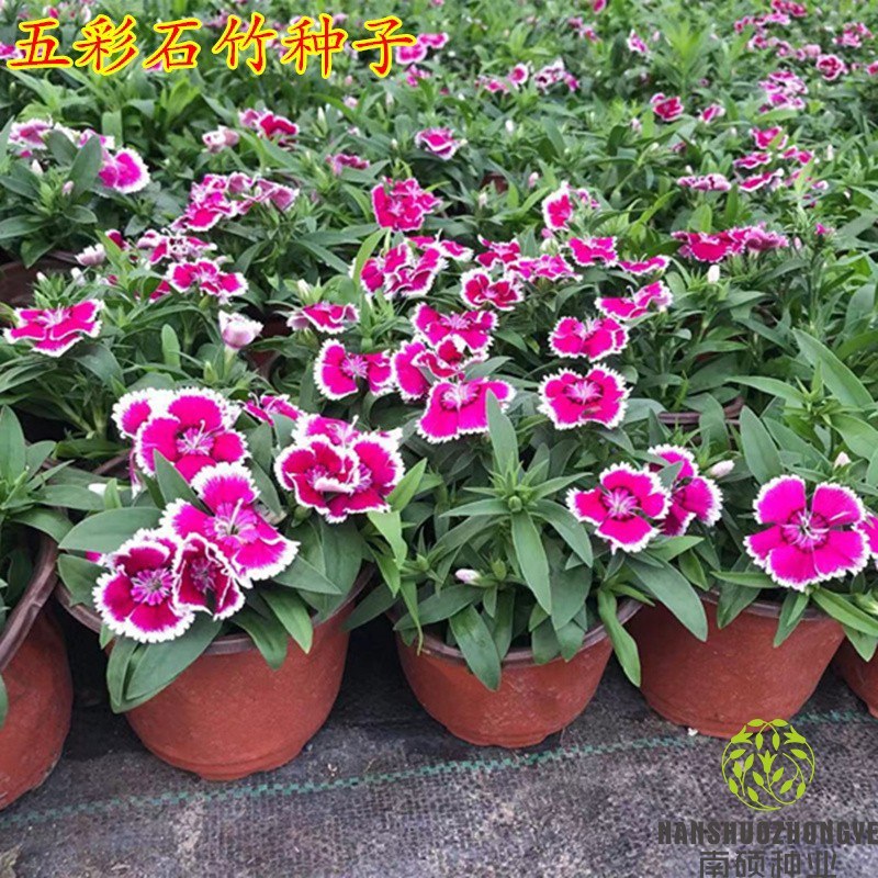 五彩石竹种子四季花种易活混色欧石竹庭院美国石竹草花种籽子