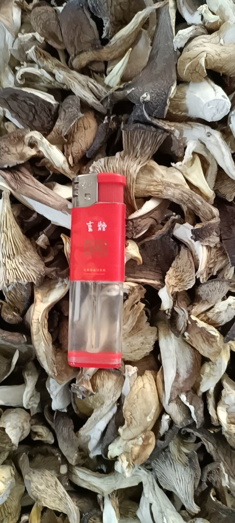 干平菇，大量现货，条，块都有