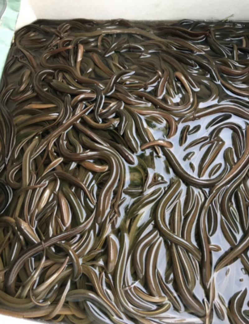 正大9号黄鳝苗，成活率高，好放养，技术上指导，
