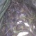 正大9号黄鳝苗，成活率高，好放养，技术上指导，