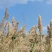 芦苇芦苇花干花铁杆芦苇大芦苇