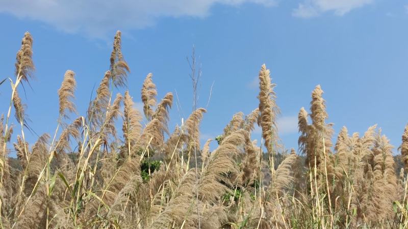 芦苇芦苇花干花铁杆芦苇大芦苇