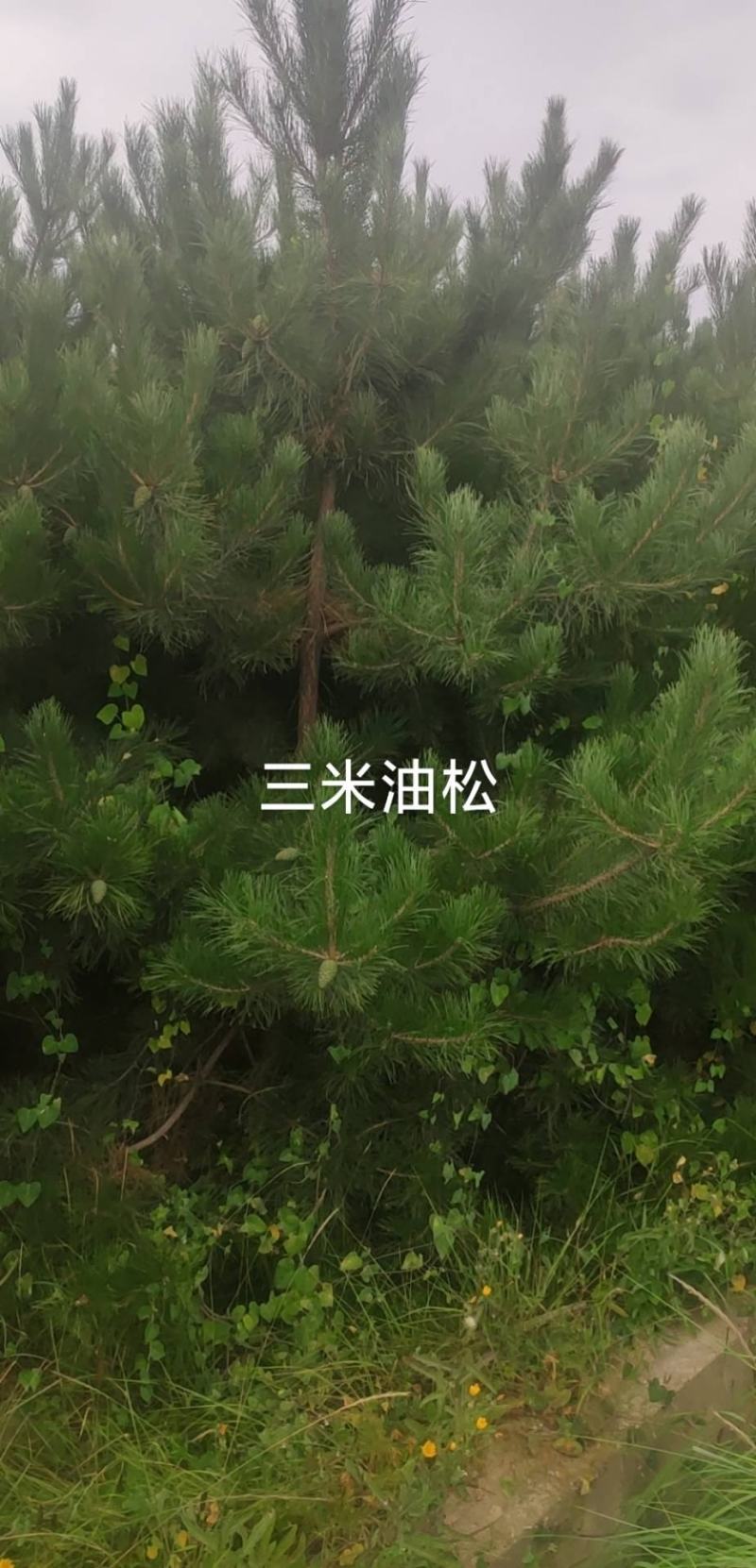 云杉2—五米都有货，望各位老板联系