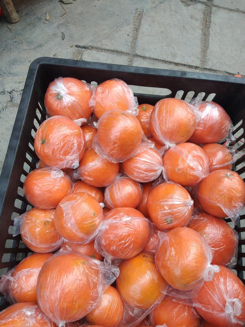 出售储存果脐橙果子很漂亮
