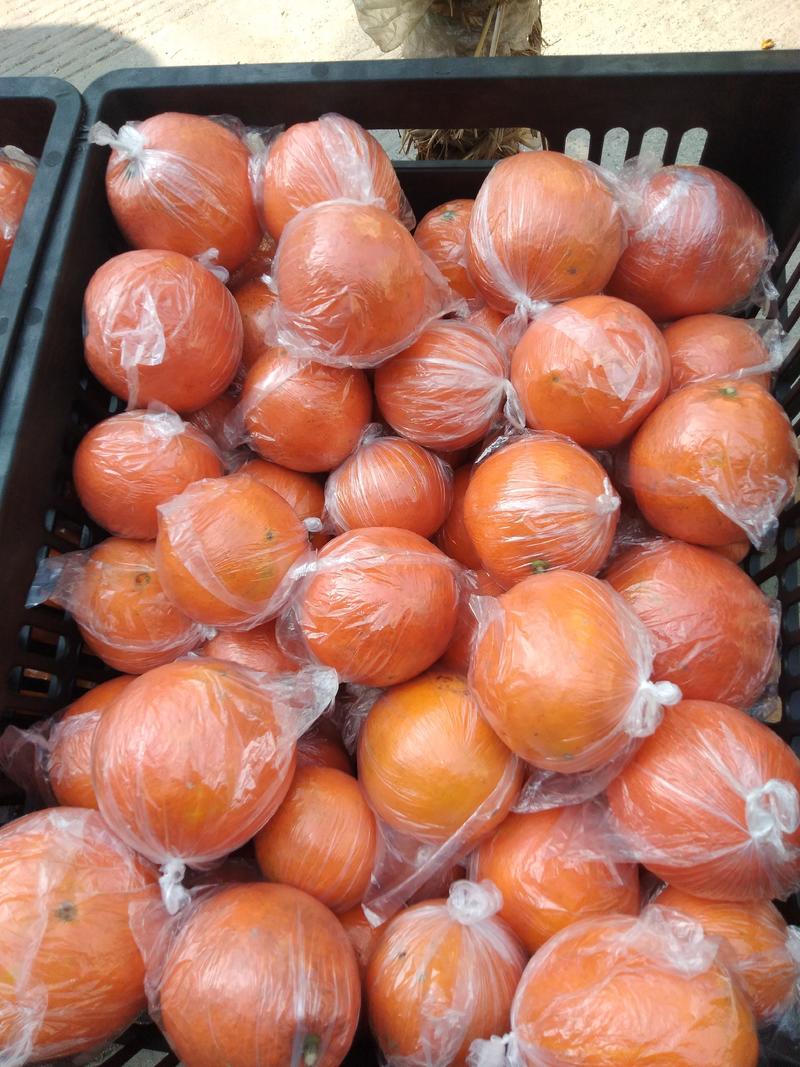 出售储存果脐橙果子很漂亮