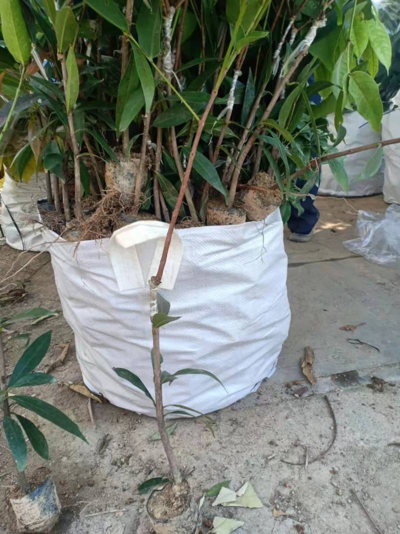 莲雾嫁接果苗，小袋，中袋，，量大优惠，