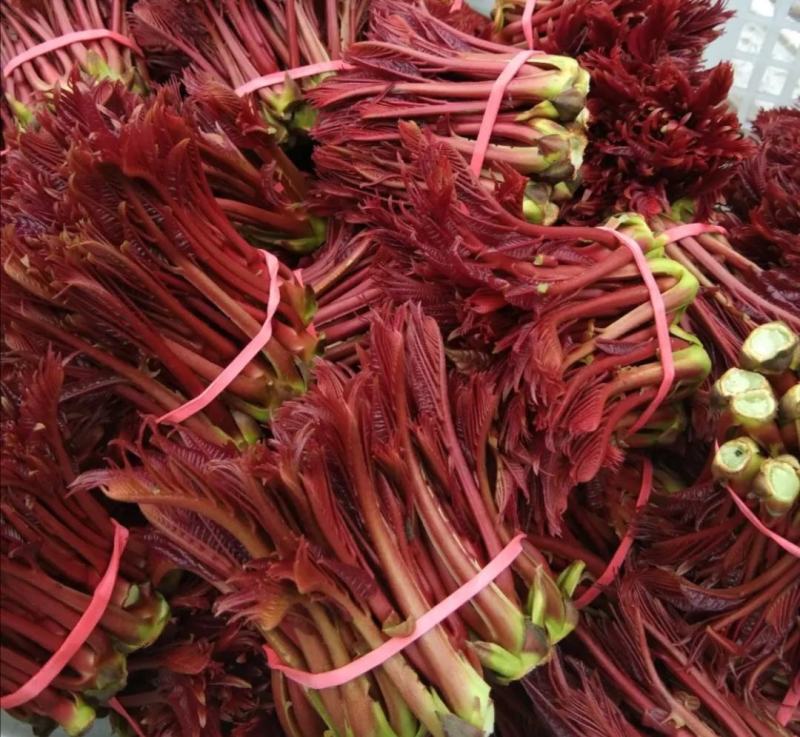 红香椿芽