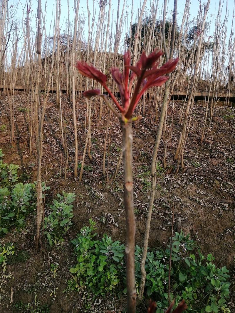 红香椿芽
