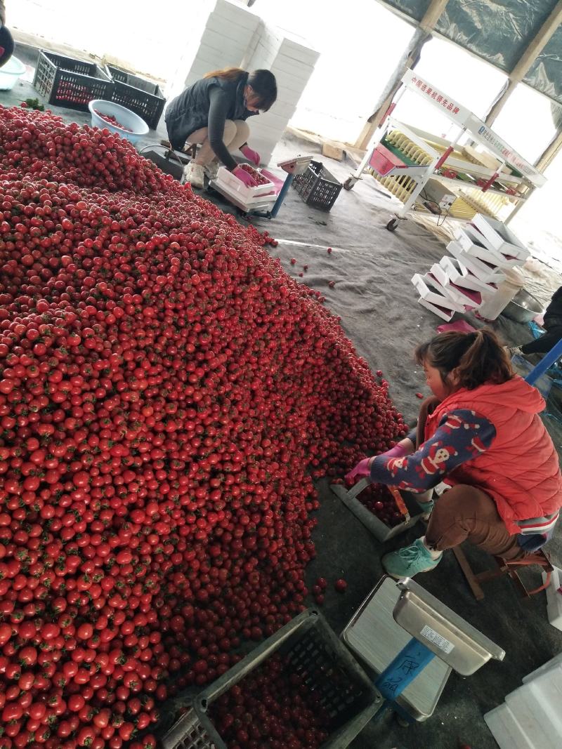 圣女果，小柿子圆粉，贝贝，佛山88，千禧等