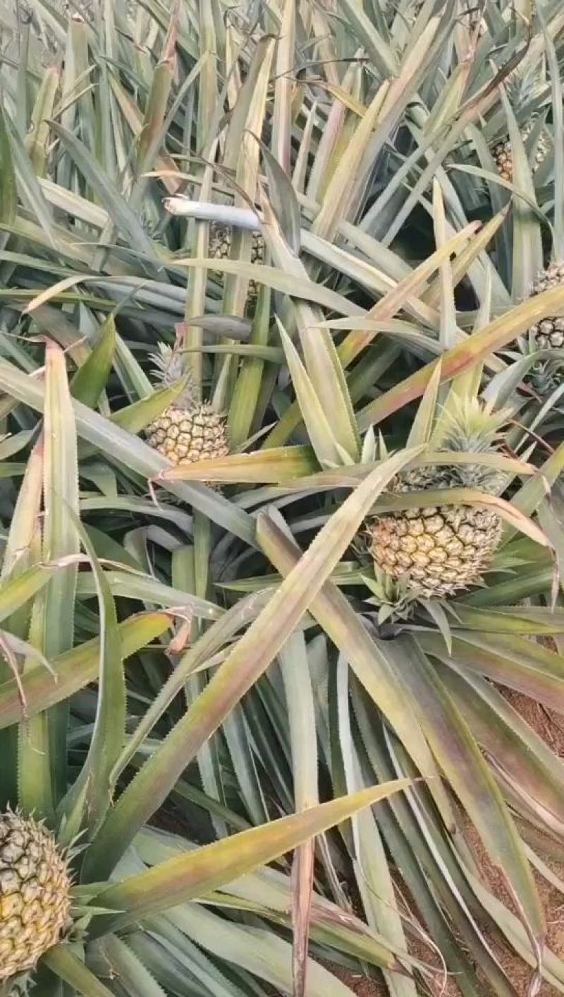 【今天直降】徐闻精品菠萝新鲜热带水果大菠萝包现摘现发
