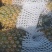 【今天直降】徐闻精品菠萝新鲜热带水果大菠萝包现摘现发