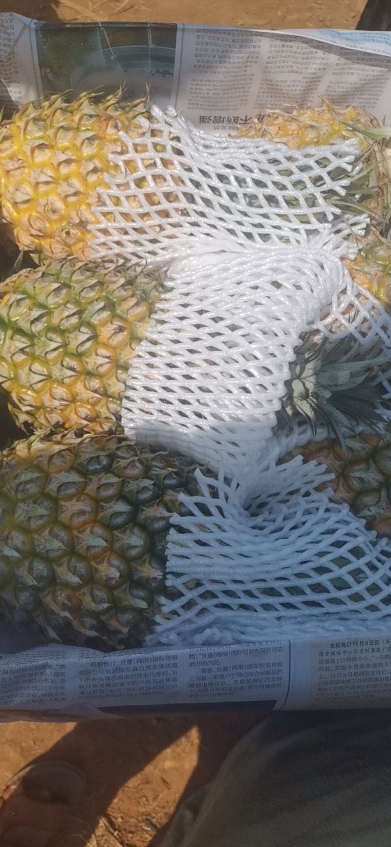 【今天直降】徐闻精品菠萝新鲜热带水果大菠萝包现摘现发