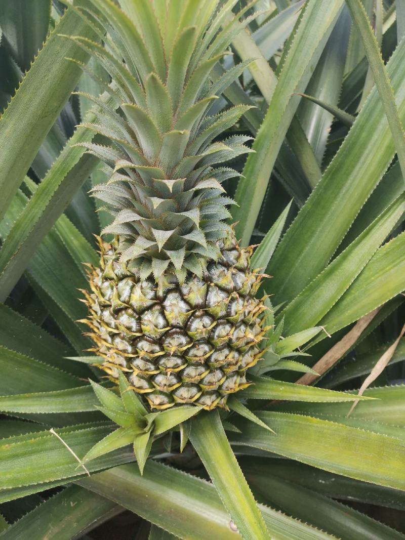 【今天直降】徐闻精品菠萝新鲜热带水果大菠萝包现摘现发